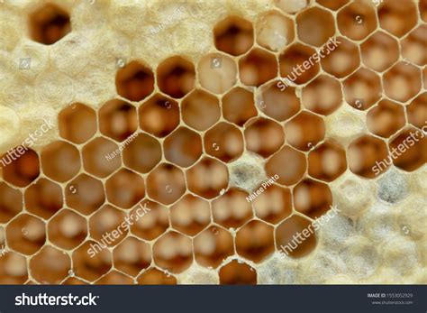 Macro Honeycomb Background Hexagon Texture Stock Photo 1553052929 ...