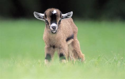 Watch This Collection Of Baby Pygmy Goats Being Adorable (Video ...