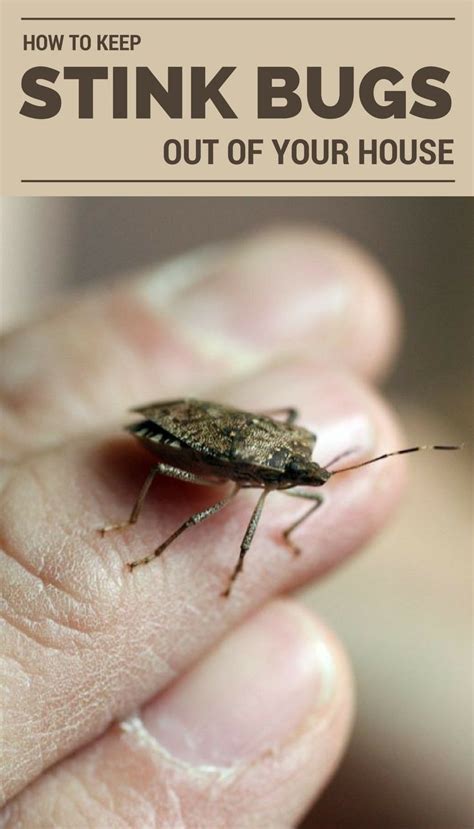 The 25+ best Stink bugs in house ideas on Pinterest | Stink bug repellent, Stink bug spray and ...