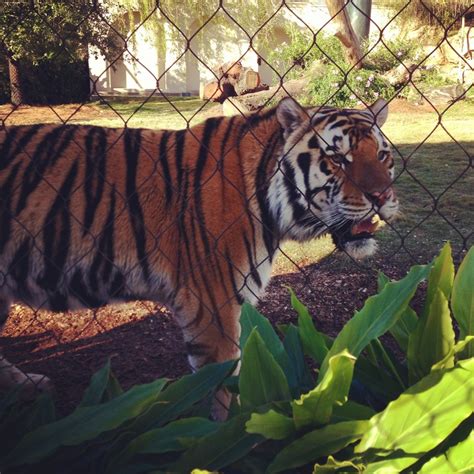 Mike the Tiger. LSU Proud. | Lsu, Tiger, Geaux tigers