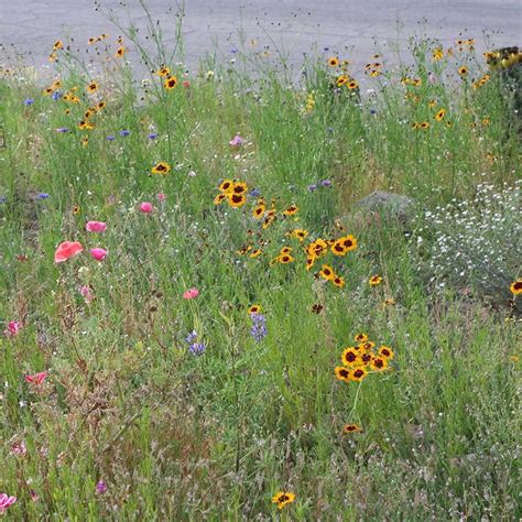 Dry Meadow Wildflower Seed Mix | American Meadows