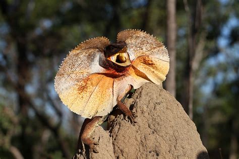 A List Of Australian Outback Animals Found In The Opal Fields