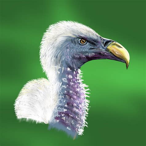 Vulture painting : r/ProCreate