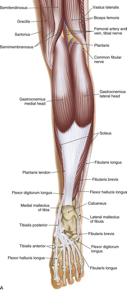 What are the types and causes of Achilles tendon disorders?