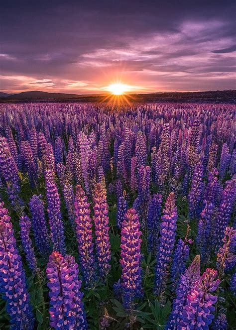 Lake Tekapo, New Zealand | robertlukeman - Tumblr Pics