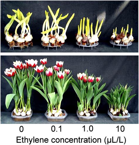 Residual Effects of Ethylene on Tulip Growth and Flowering in ...