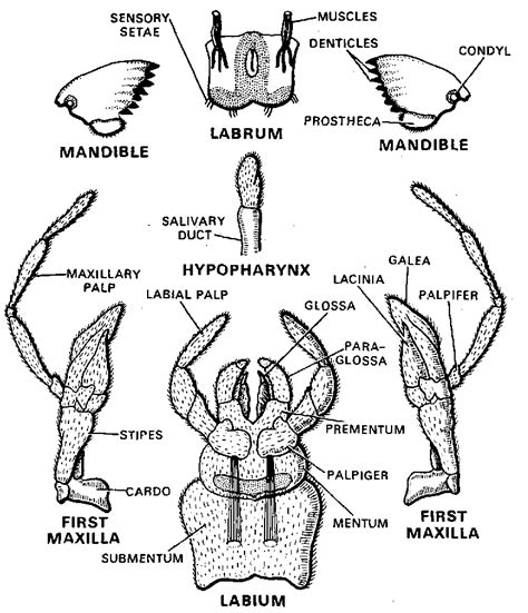 Tabanidae Mouthparts