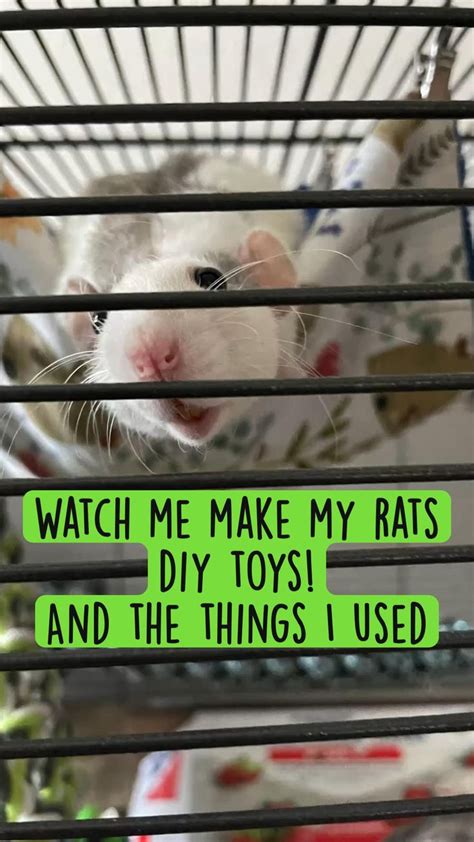 Some DIY rat toys | Diy rat toys, Egg carton, Rats