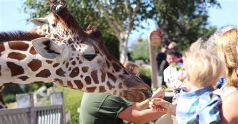 Colchester Zoo’s new announcement has delighted visitors - Essex Live