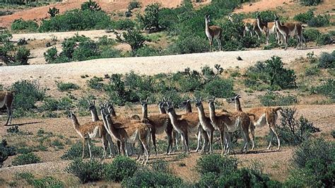 guanaco | Habitat, Diet, & Facts | Britannica