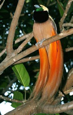 Birdwatching in Papua New Guinea