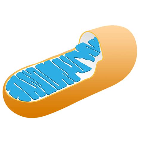 Mitochondria Function: Plant And Animal Cells | Science Trends