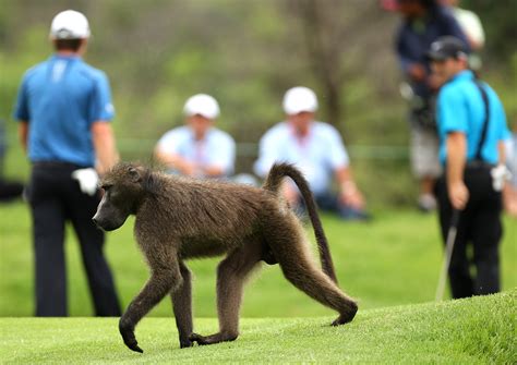 Baboon - Friday Funnies: The Animals Of Golf - ESPN