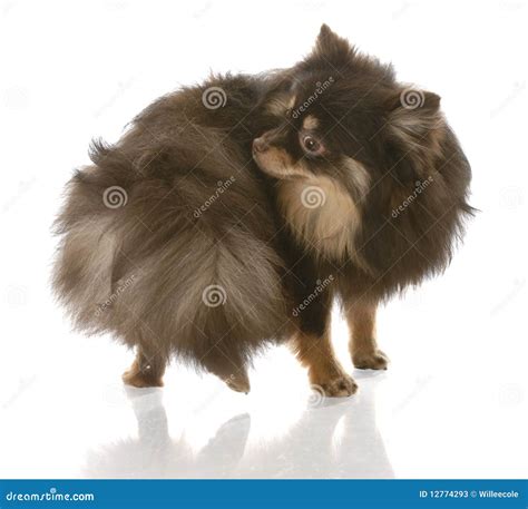 Dog chasing tail stock image. Image of beautiful, chasing - 12774293