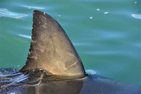 Shark Fin Above Water. Close Up. Dorsal Fin Of Great White Shark, Sciencific Name: Carcharodon ...