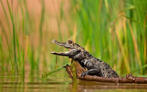 baby, Crocodiles, Plants, Water, Lake Wallpapers HD / Desktop and Mobile Backgrounds