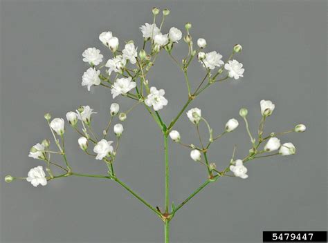 baby's breath, Gypsophila paniculata cv. Million Stars (Caryophyllales ...