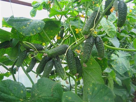 Growing cucumber in a greenhouse. cucumbers self-pollinated varieties ...