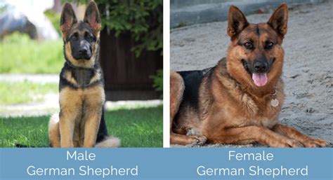 Male vs Female German Shepherds: What’s the Difference (With Pictures ...