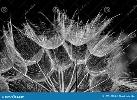 Dandelion Seeds Texture Background Black and White. Close Up. Stock Photo - Image of concept ...