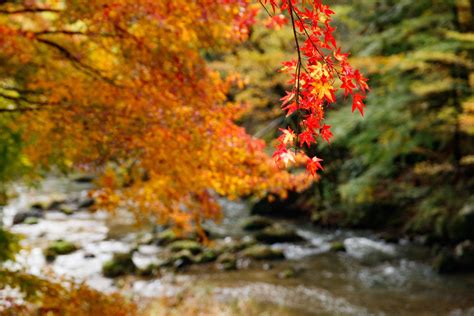 Fall Foliage in Japan 2024 - Rove.me