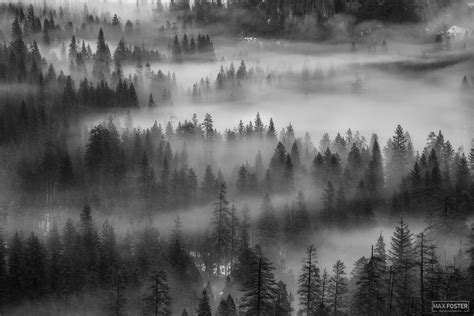 Whispering Pines Monochrome | Yosemite National Park | California | Max Foster Photography