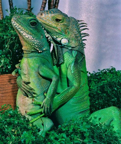 Pampered pet iguanas cause a stir in Hollywood (PHOTOS) – SheKnows