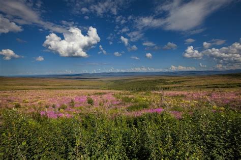 Premium Photo | Tundra in alaska