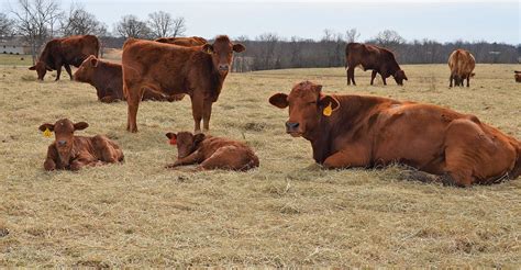 Evolution of cattle breeding