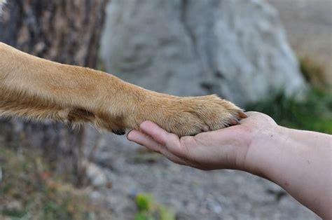 Dog Paw Pad Injury: A Helpful Guide | Canna-Pet®