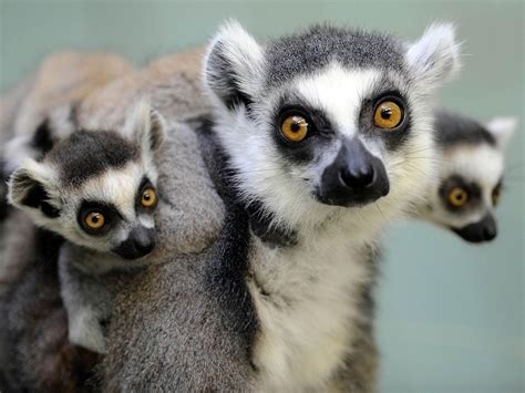 Ring-tailed lemurs engage in ‘stink-flirting’ to attract mates | The ...