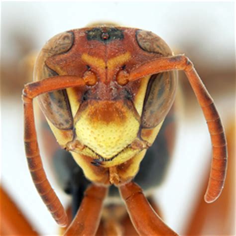 Identification Atlas of the Vespidae (Hymenoptera, Aculeata) of the ...