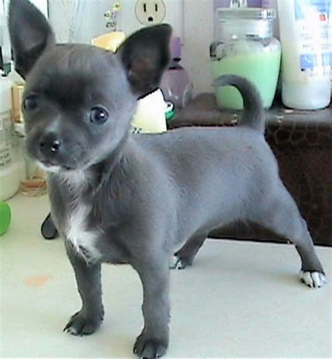 Blue Chihuahua Puppies For Sale – King of Pet Hobby