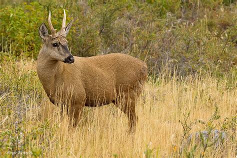 Huemul Macho (Hippocamelus bisulcus), South Andean deer. | Flickr