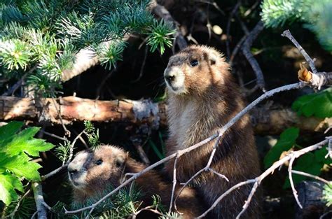 Oltmpic marmot | Wildlife nature, Wildlife, Nature