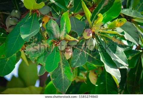 Badam Tree Raw Green Fruit Indian Stock Photo 1585274860 | Shutterstock