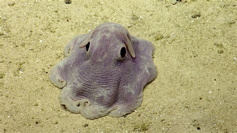 Dumbo Octopus in Action | Dumbo octopus, Beautiful sea creatures, Deep sea creatures