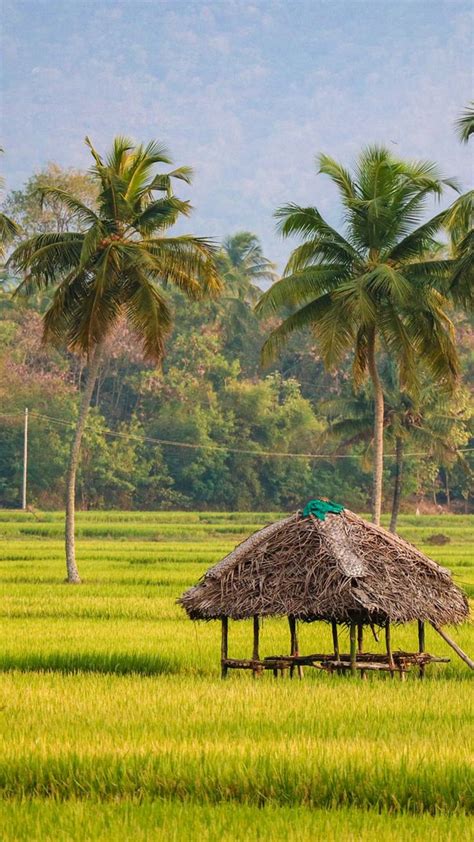 Paddy field in Kerala | Landscape lighting, Landscape, Country life