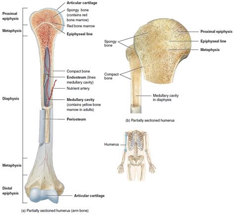 Long bone anatomy, structure, parts, function and fracture types