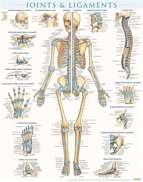 QuickStudy Joints & Ligaments Laminated Poster | Human joints, Body joints, Anatomy bones