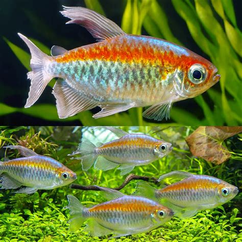 Aquarium Central -Tetra - Rainbow Emperor Tetra 2-3cm - Aquarium Central