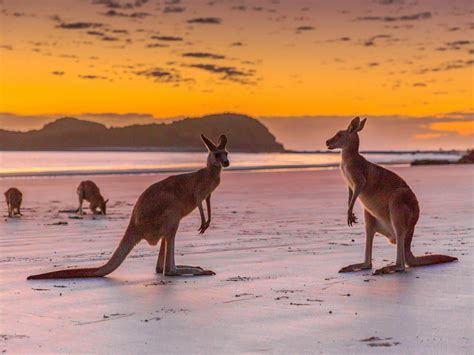 Cape Hillsborough Sunrise with the Wallabies Tour - Tour - Queensland