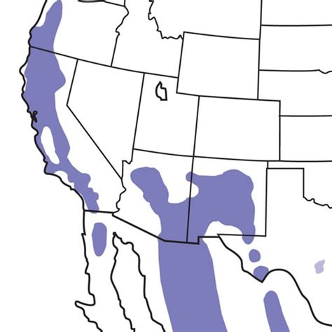 Acorn Woodpecker | Audubon Field Guide