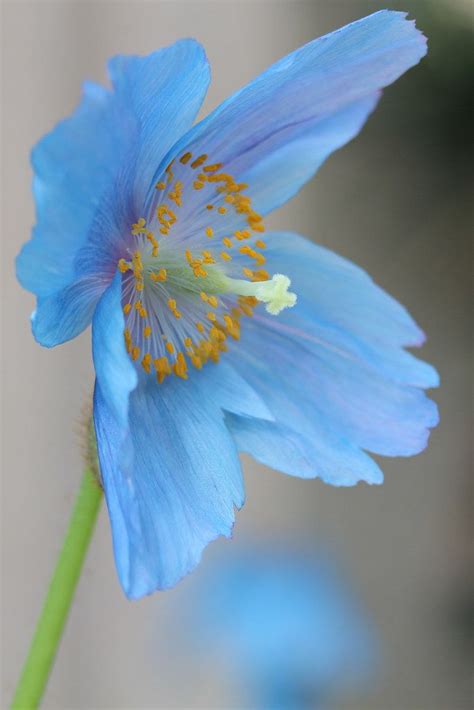 Blue Poppy | Unusual flowers, Beautiful flowers, Amazing flowers