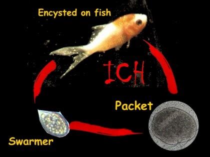 Ich White Spot Ichthyophthirius Disease Symptoms and Treatment – Dr Erik Johnson – Veterinarian