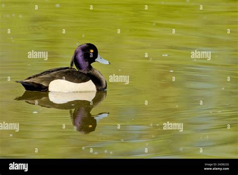 male tufted duck Stock Photo - Alamy