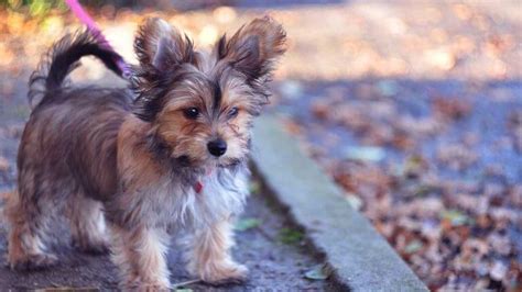 Chorkie | Chorkie characteristics, appearances and HD photos