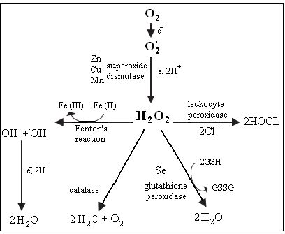 Superoxide radical anion as a source of other reactive oxygen species... | Download Scientific ...