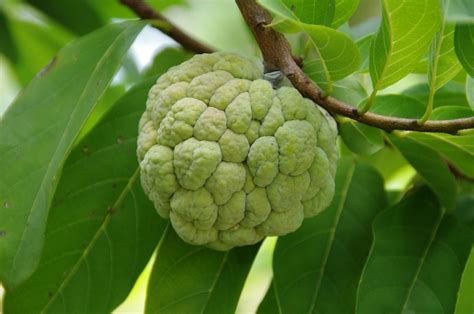 Annona: nutrition facts and health benefits - Nutrition and Innovation