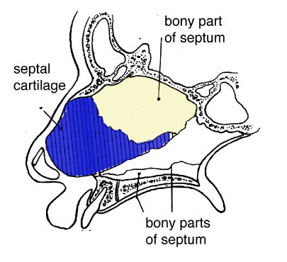 Nasal septum - Nasal septum - qaz.wiki